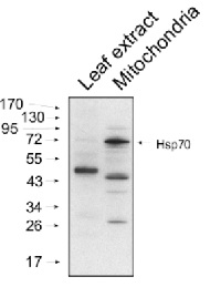 HSP70 | Heat shock protein 70 (mitochondrial)  in the group Antibodies for Plant/Algal  / Environmental Stress / Heat shock at Agrisera AB (Antibodies for research) (AS08 347)